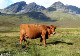 Belle vache rousse prés du loch Slapin